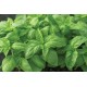 Prospera® Italian Large Leaf DMR (ILL2) - Organic (F1) Basil Seed