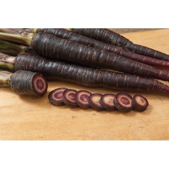 Purple 68 - (F1) Carrot Seed