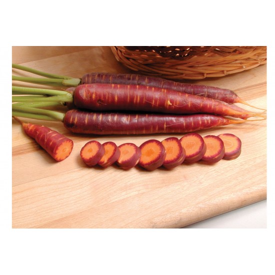 Purple Haze -  (F1) Carrot Seed