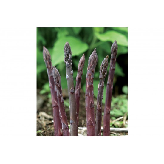 Purple Passion - (F1) Asparagus Crowns