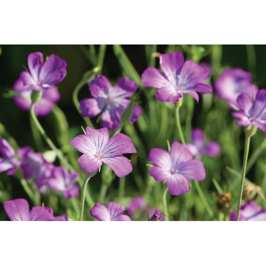Purple Queen - Agrostemma Seed
