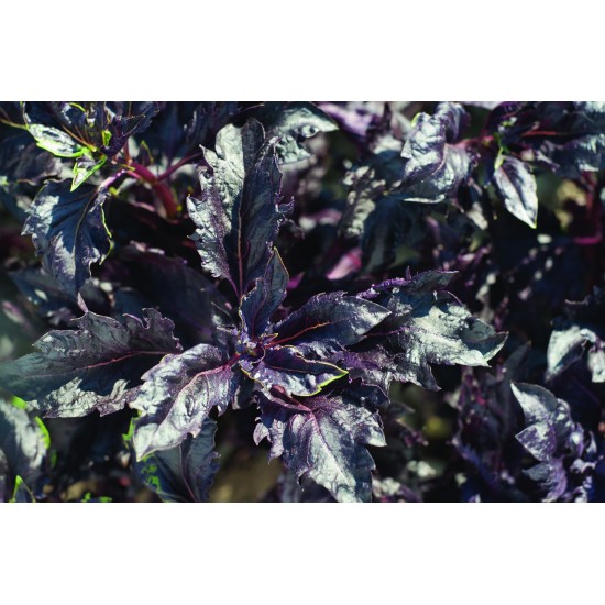 Purple Ruffles - Basil Seed