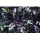 Purple Ruffles - Basil Seed