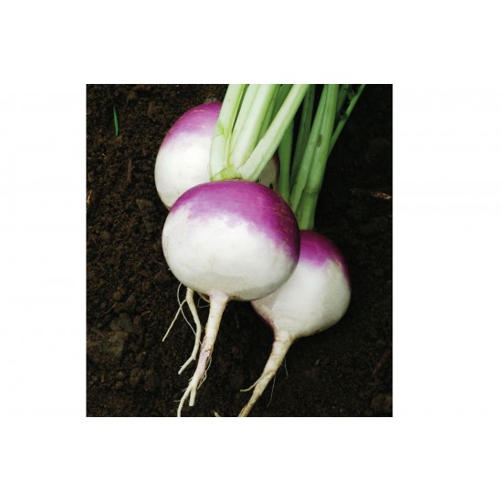 Purple Top White Globe Organic Turnip Seed