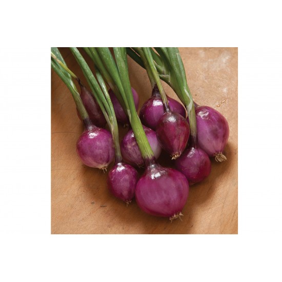 Purplette - Organic Onion Seed