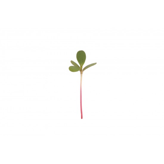 Purslane, Red Gruner - Microgreen Seed