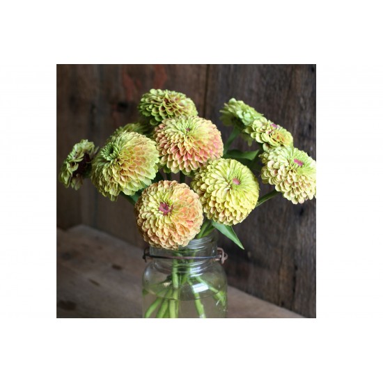 Queen Lime with Blush - Zinnia Seed