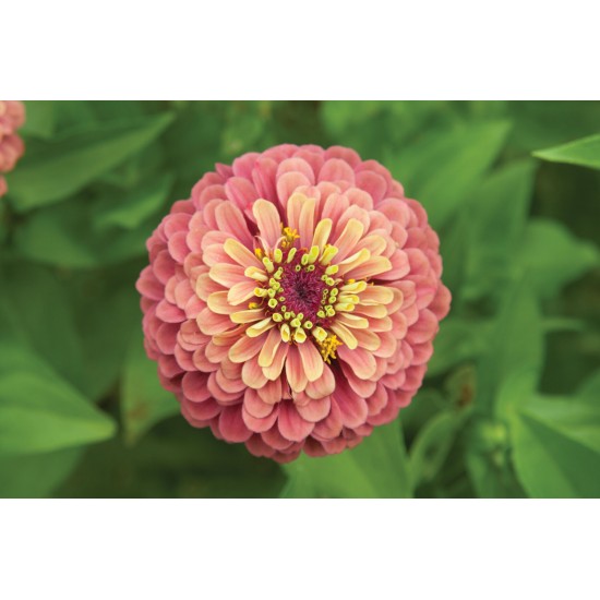 Queen Red Lime - Zinnia Seed
