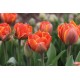 Queensday - Tulip Bulb