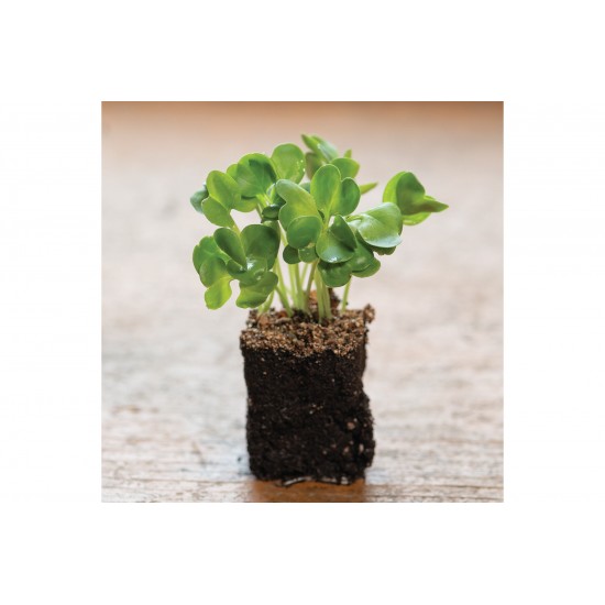 Radish, Daikon - Organic Microgreen Seed