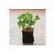 Radish, Daikon - Organic Microgreen Seed