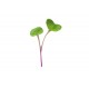 Radish, Hong Vit - Microgreen Seed