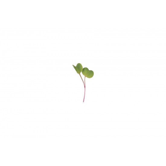 Radish, Purple Stem - Organic Microgreen Seed