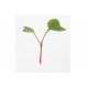 Radish, Red Arrow - Microgreen Seed