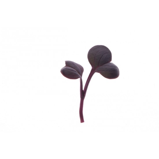 Radish, Red Rambo - Microgreen Seed