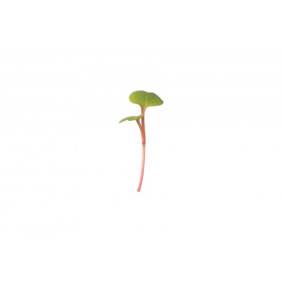 Radish, Red Stem - Organic Microgreen Seed