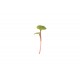 Radish, Red Stem - Organic Microgreen Seed