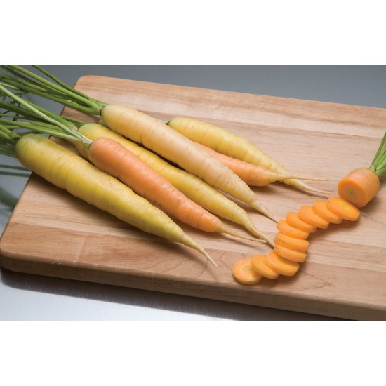 Rainbow -  (F1) Carrot Seed