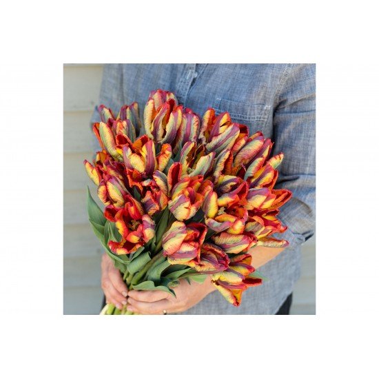 Rasta Parrot - Tulip Bulb