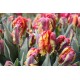 Rasta Parrot - Tulip Bulb