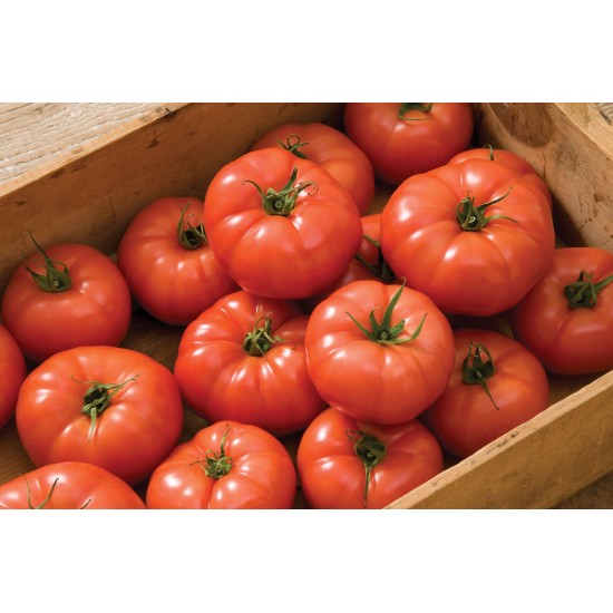 Rebelski - (F1) Tomato Seed