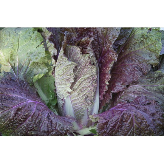 Red Dragon - (F1) Chinese Cabbage Seed