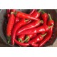 Red Ember - Organic Cayenne Pepper Seeds