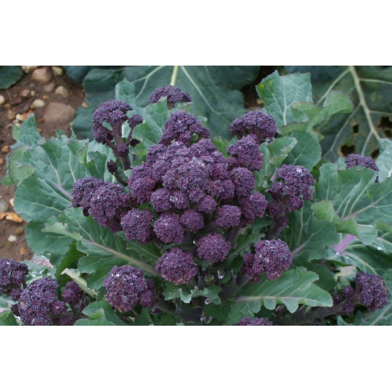 Red Fire - Purple Sprouting Broccoli Seeds