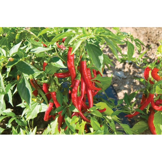 Red Flame - Organic Cayenne Pepper Seeds