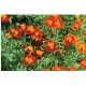 Red Gem - Marigold Seed