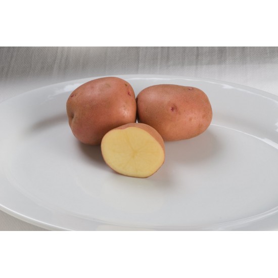 Red Gold - Seed Potatoes