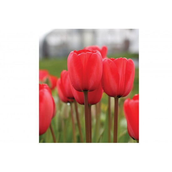 Red Impression - Tulip Bulb