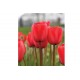 Red Impression - Tulip Bulb