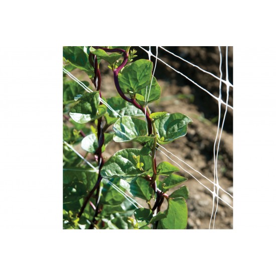 Red Malabar Spinach Seeds