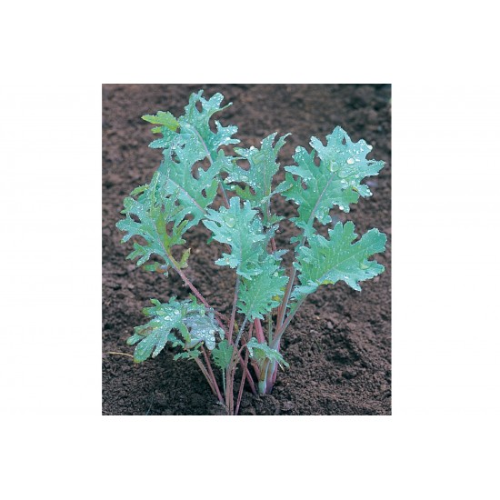 Red Russian - Organic Kale Seed