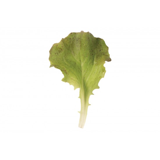 Red Sails - Organic Lettuce Seed