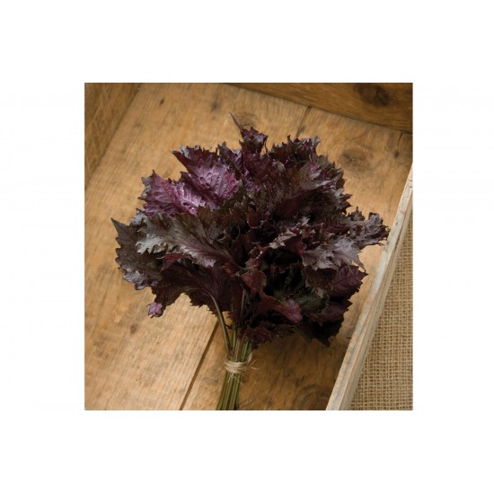 Red Shiso - Herb Seed