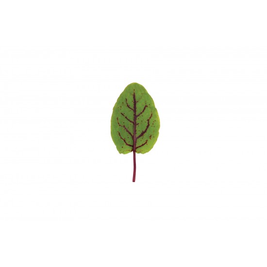 Red Veined Sorrel - Organic Green Seed