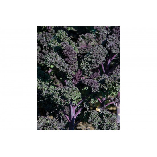 Redbor - (F1) Kale Seed