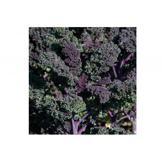 Redbor - Organic (F1) Kale Seed