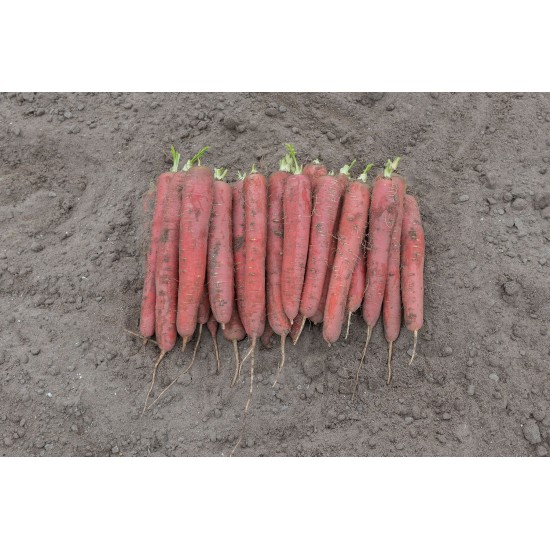 Redsun - (F1) Carrot Seed