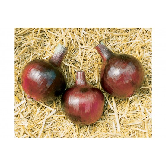 Redwing - (F1) Onion Seed
