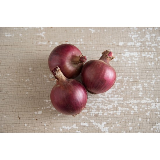 Redwing - Organic (F1) Onion Seed