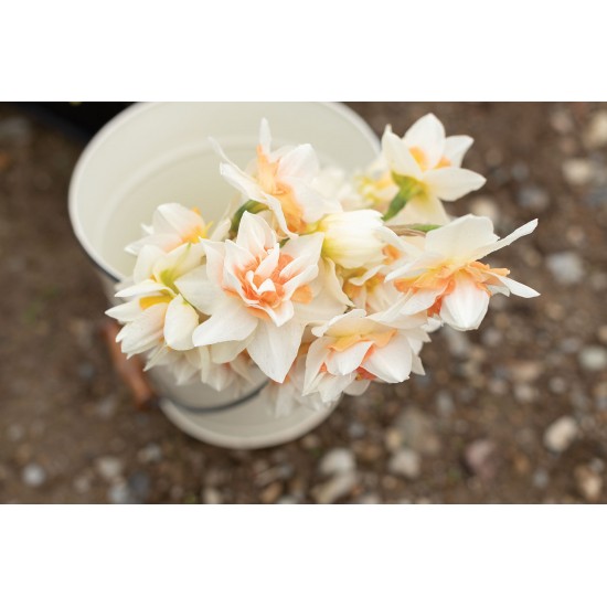 Replete - Narcissus Bulb