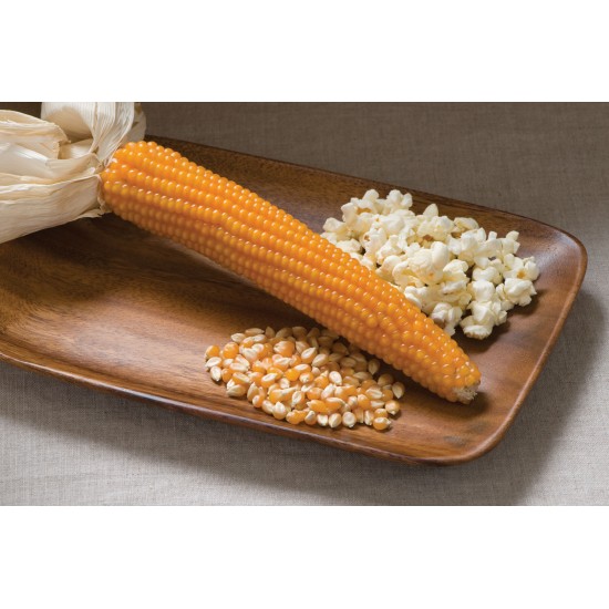Robust 997 - (F1) Corn Seed