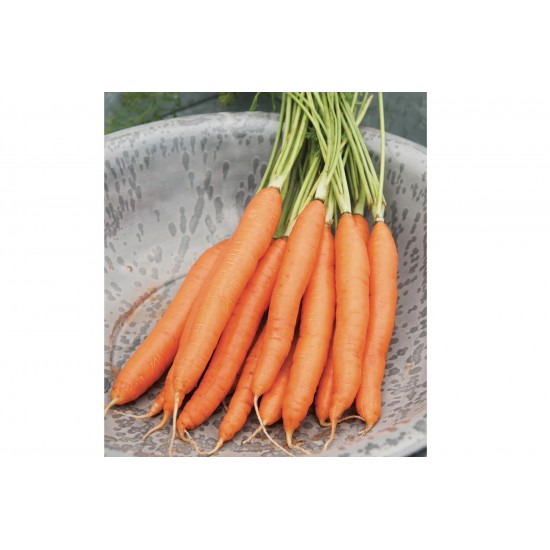 Romance - (F1) Carrot Seed