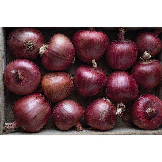 Rossa di Milano - Organic Onion Seed