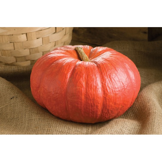 Rouge Vif D'Etampes - Pumpkin Seed