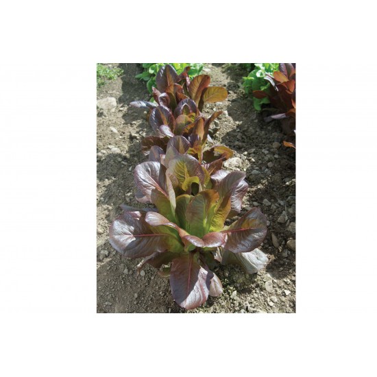 Rouge d'Hiver - Organic Lettuce Seed
