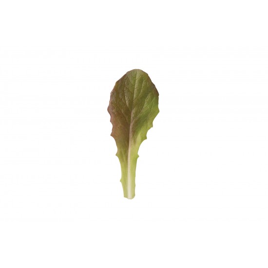 Rouge d'Hiver - Organic Lettuce Seed